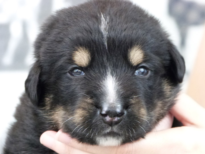 chinook puppy